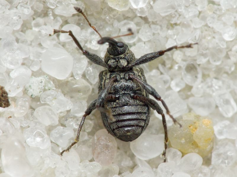 Anthonomus (Anthonomus) rubi (Herbst, 1795)